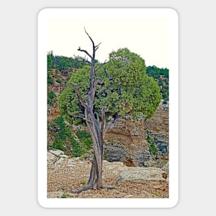 Grand Canyon Tree Study 4 Sticker